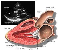 Divisi Jantung dan Pembuluh Darah Ekokardiografi
