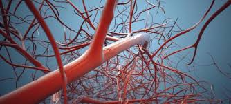 Divisi Jantung dan Pembuluh Darah Kedokteran Vaskular